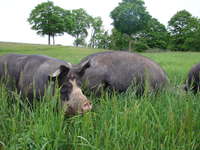 Pigs_on_hillside