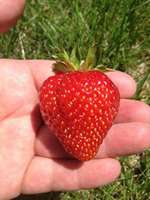 Strawberry_in_hand