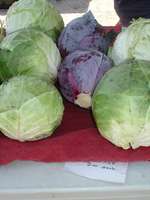 Green_and_red_cabbage