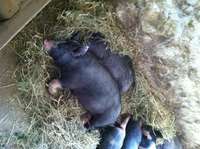 Pigs_napping_golden_bear_farm