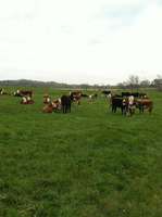 Cows_on_pasture_golden_bear_farm