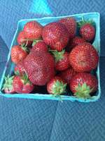 Strawberries_in_quart